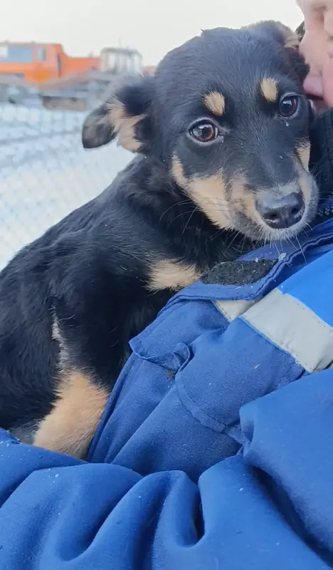 Щенки ищут дома Пружаны-Брест