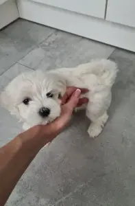 Мальтезе,мальтийская болонка