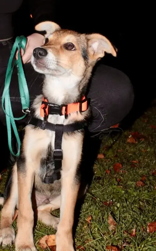 Собака Жучок ждет свою семью (в дар) - Вся Беларусь - 233825 - Доска объявлений Kupika.by - Фото 5