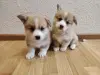 Собаки - Щенки корги - Вся Беларусь Щенки корги - Вся Беларусь - 234797 - Доска объявлений Kupika.by