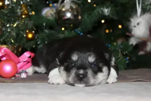 Домашние питомцы