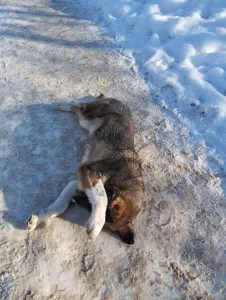 Собака девочка подросток