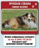 Собаки - Пропала собака - Вся Беларусь Пропала собака - Вся Беларусь - 234352 - Доска объявлений Kupika.by