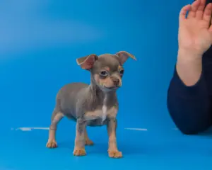 Щенки чихуахуа