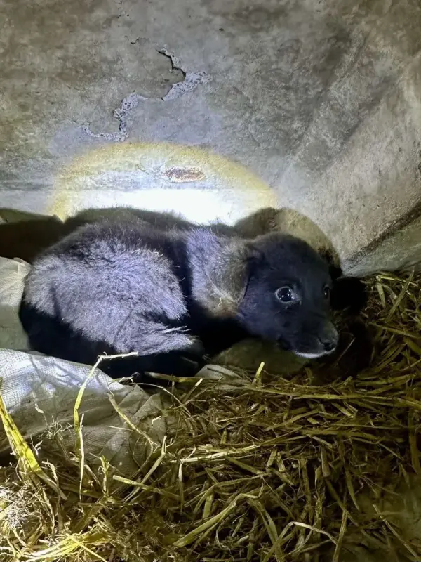 Срочно нужна передержка или дом! Замерзают щенки! Мега СОС! - Вся Беларусь - 233707 - Доска объявлений Kupika.by - Фото 2