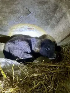 Срочно нужна передержка или дом! Замерзают щенки! Мега СОС!