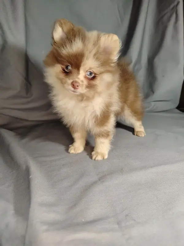 Мерле и шоколадный, щенки померанского шпица - Вся Беларусь - 232607 - Доска объявлений Kupika.by - Фото 4