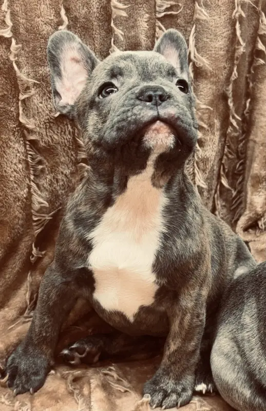 Щенки французского бульдога - Вся Беларусь - 234338 - Доска объявлений Kupika.by - Фото 4