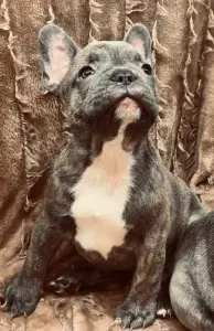 Щенки французского бульдога