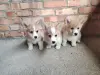 Корги продажа щенки - Нарочь - 234802 - Доска объявлений Kupika.by - Фото 4