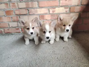 Корги продажа щенки