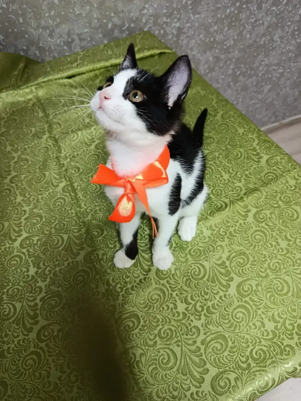 Котята в добрые руки - Вся Беларусь - 233379 - Доска объявлений Kupika.by - Фото 2