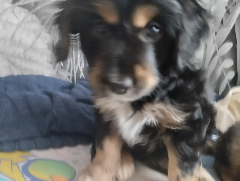 Щенки в добрые руки