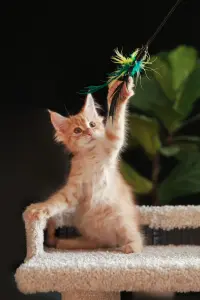 мальчик мейн-кун