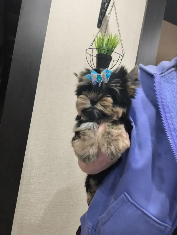 Очень красивый мальчик щенок