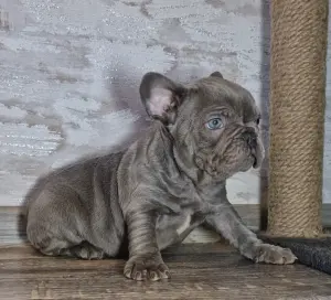 Французский бульдог в голубом окрасе