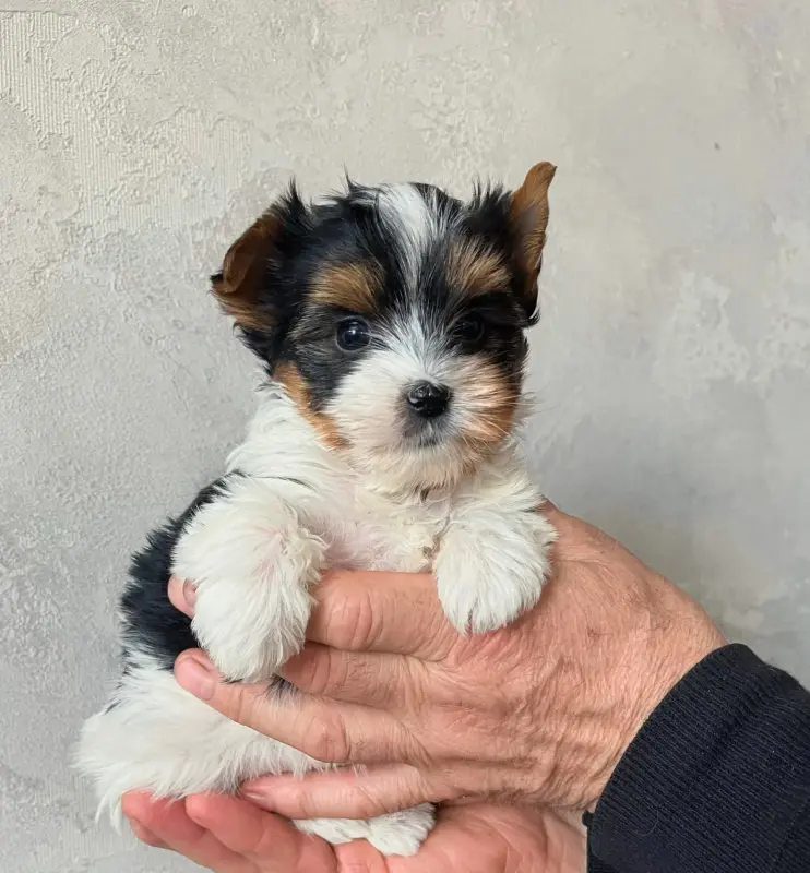 Бивер йоркширский терьер - Вся Беларусь - 233371 - Доска объявлений Kupika.by - Фото 5