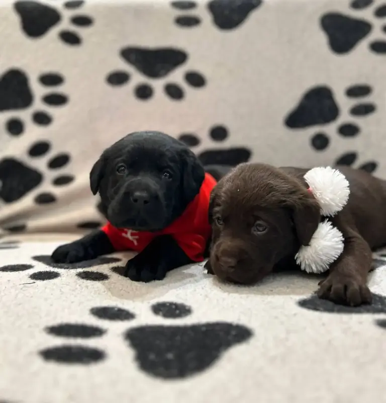 Щенки лабрадора