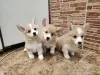 Щеночки корги - Вся Беларусь - 234800 - Доска объявлений Kupika.by - Фото 2