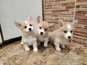 Щеночки корги