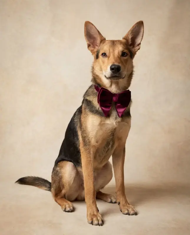 Собака Жучок ждет свою семью (в дар) - Вся Беларусь - 233825 - Доска объявлений Kupika.by - Фото 3