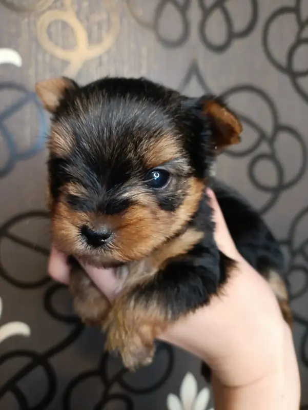 Собаки - Щенки Йорка, йоркширский терьер - Вся Беларусь - Фото 6 Щенки Йорка, йоркширский терьер - Вся Беларусь - 233961 - Доска объявлений Kupika.by - Фото 6