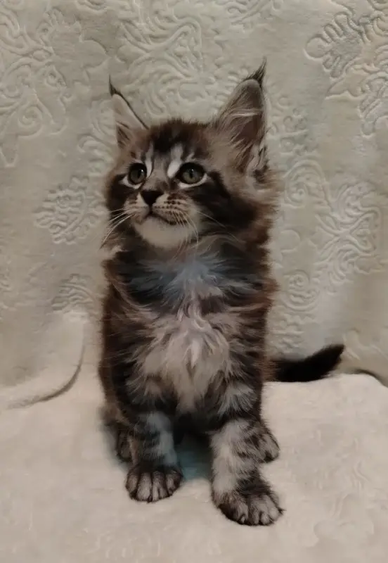 Котята мейн‑куна — маленькие аристократы ищут дом! - Вся Беларусь - 234535 - Доска объявлений Kupika.by - Фото 6