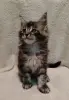 Котята мейн‑куна — маленькие аристократы ищут дом! - Вся Беларусь - 234535 - Доска объявлений Kupika.by - Фото 6