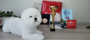 Щенки бишон-фризе