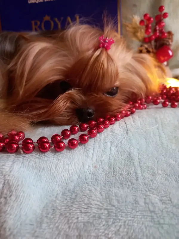 Собаки - Щенки Йорка, йоркширский терьер - Вся Беларусь - Фото 8 Щенки Йорка, йоркширский терьер - Вся Беларусь - 233961 - Доска объявлений Kupika.by - Фото 8