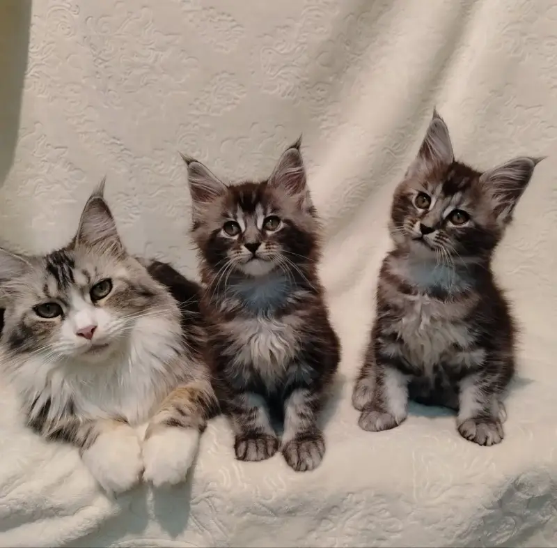 Котята мейн‑куна — маленькие аристократы ищут дом! - Вся Беларусь - 234535 - Доска объявлений Kupika.by - Фото 2