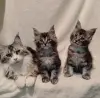 Котята мейн‑куна — маленькие аристократы ищут дом! - Вся Беларусь - 234535 - Доска объявлений Kupika.by - Фото 2