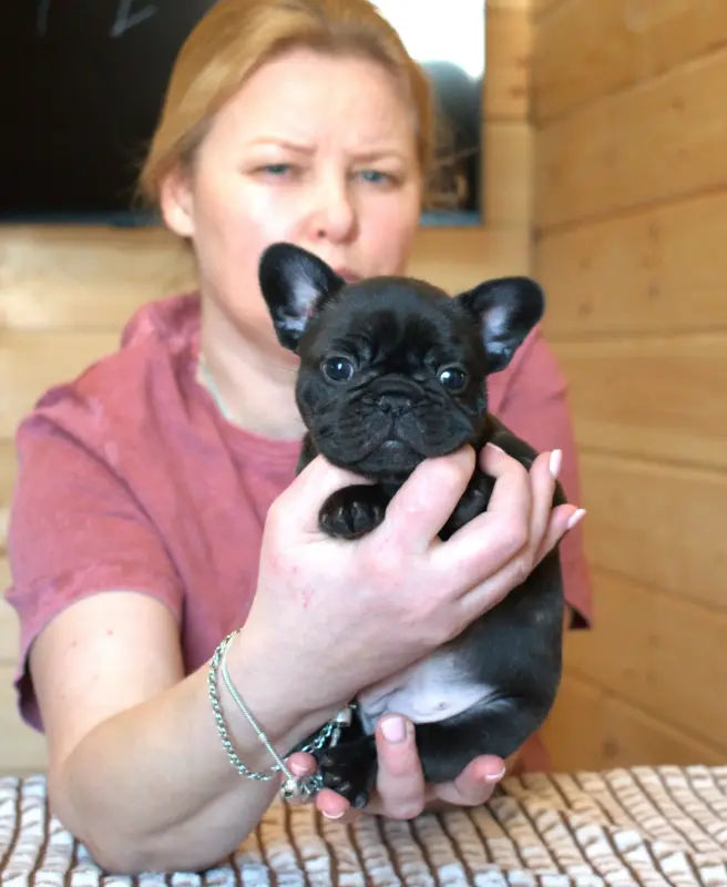 Щенки французского бульдога - Вся Беларусь - 233530 - Доска объявлений Kupika.by - Фото 2