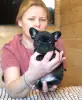 Щенки французского бульдога - Вся Беларусь - 233530 - Доска объявлений Kupika.by - Фото 2
