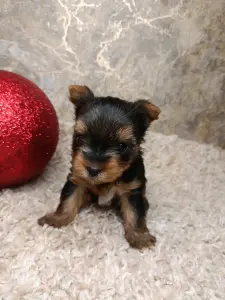 Щенки Йорка, йоркширский терьер