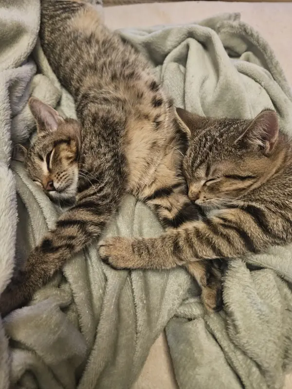 Кошки - Котята в добрые руки - Вся Беларусь Котята в добрые руки - Вся Беларусь - 223241 - Доска объявлений Kupika.by