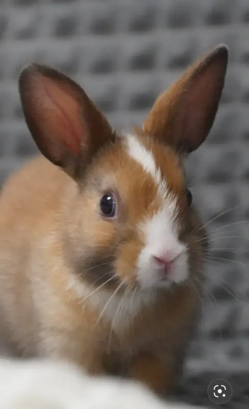 Кролик декоративный