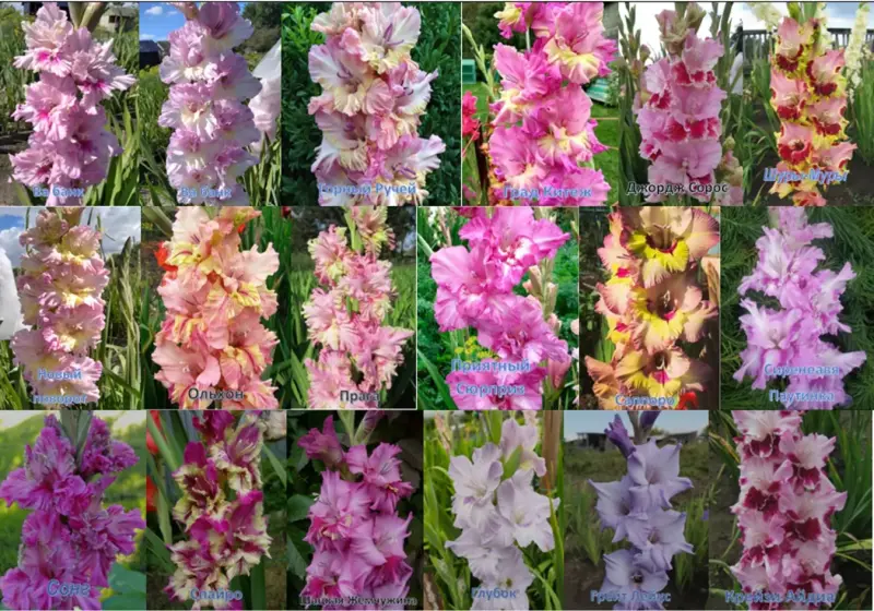 Семена и луковицы - Сортовые гладиолусы Российской и зарубежной селекции - Вся Беларусь - Фото 5 Сортовые гладиолусы Российской и зарубежной селекции - Вся Беларусь - 231779 - Доска объявлений Kupika.by - Фото 5