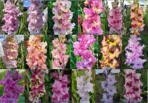 Сортовые гладиолусы Российской и зарубежной селекции