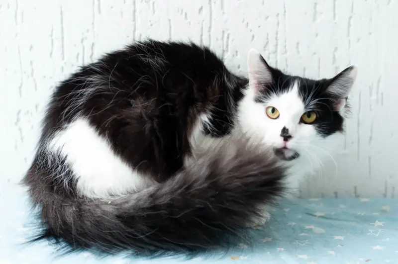 Кошка Доня - красотка - Вся Беларусь - 233597 - Доска объявлений Kupika.by - Фото 2