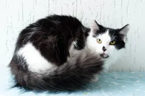 Кошка Доня - красотка