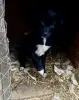 Собака Стрелочка ищет дом - Вся Беларусь - 233830 - Доска объявлений Kupika.by - Фото 4