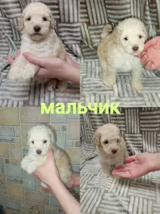 Щенки карликового пуделя (мальчики и девочка)