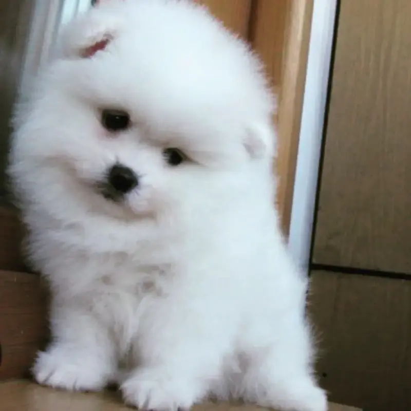 Померанский шпиц