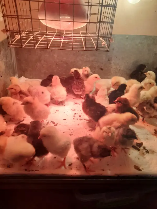 Продам цыплят