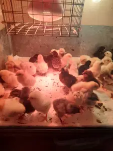 Продам цыплят