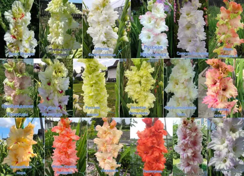 Семена и луковицы - Сортовые гладиолусы Российской и зарубежной селекции - Вся Беларусь - Фото 7 Сортовые гладиолусы Российской и зарубежной селекции - Вся Беларусь - 231779 - Доска объявлений Kupika.by - Фото 7