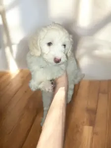Карликовый пудель (белый) девочка