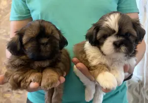 Ши-тцу мальчики