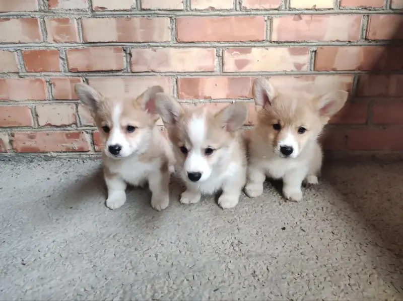 Корги продажа щенки - Вся Беларусь - 234802 - Доска объявлений Kupika.by - Фото 2